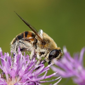Pszczoły, Anthophila, Bees, Die Bienen, Пчёлы