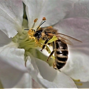 Pszczoły, Anthophila, Bees, Die Bienen, Пчёлы