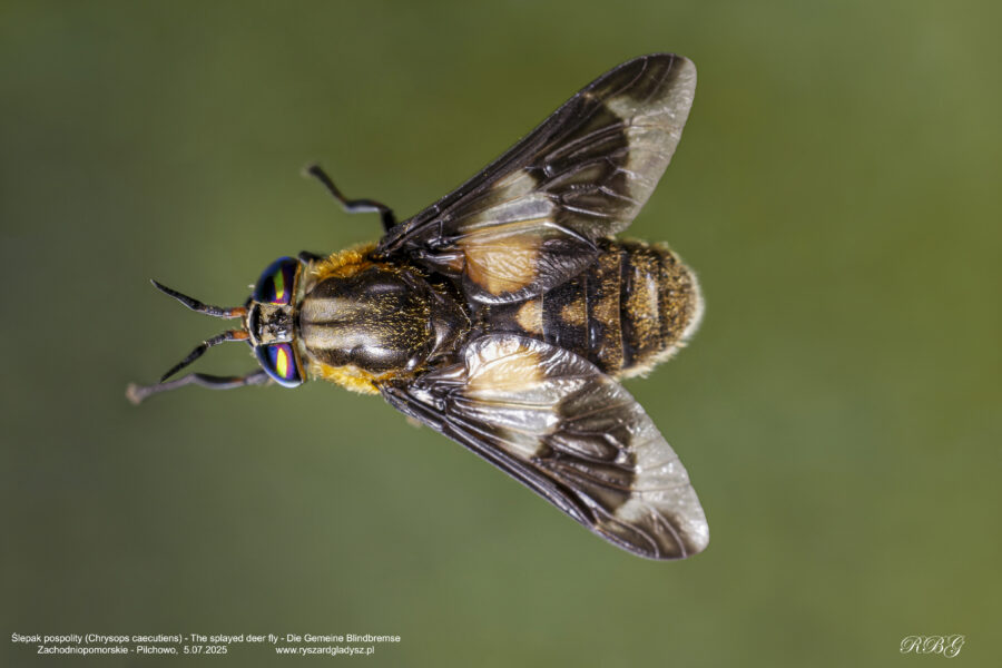 Ślepak pospolity, Chrysops caecutiens, The splayed deer fly, Die Gemeine Blindbremse Muchówki, Diptera, Flies, Die Zweiflügler, owady, insects, Insekten
