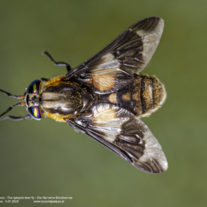 Ślepak pospolity, Chrysops caecutiens, The splayed deer fly, Die Gemeine Blindbremse Muchówki, Diptera, Flies, Die Zweiflügler, owady, insects, Insekten