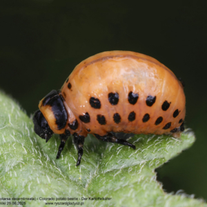 Stonka ziemniaczana, Leptinotarsa decemlineata, Colorado potato beetle, Der Kartoffelkäfer