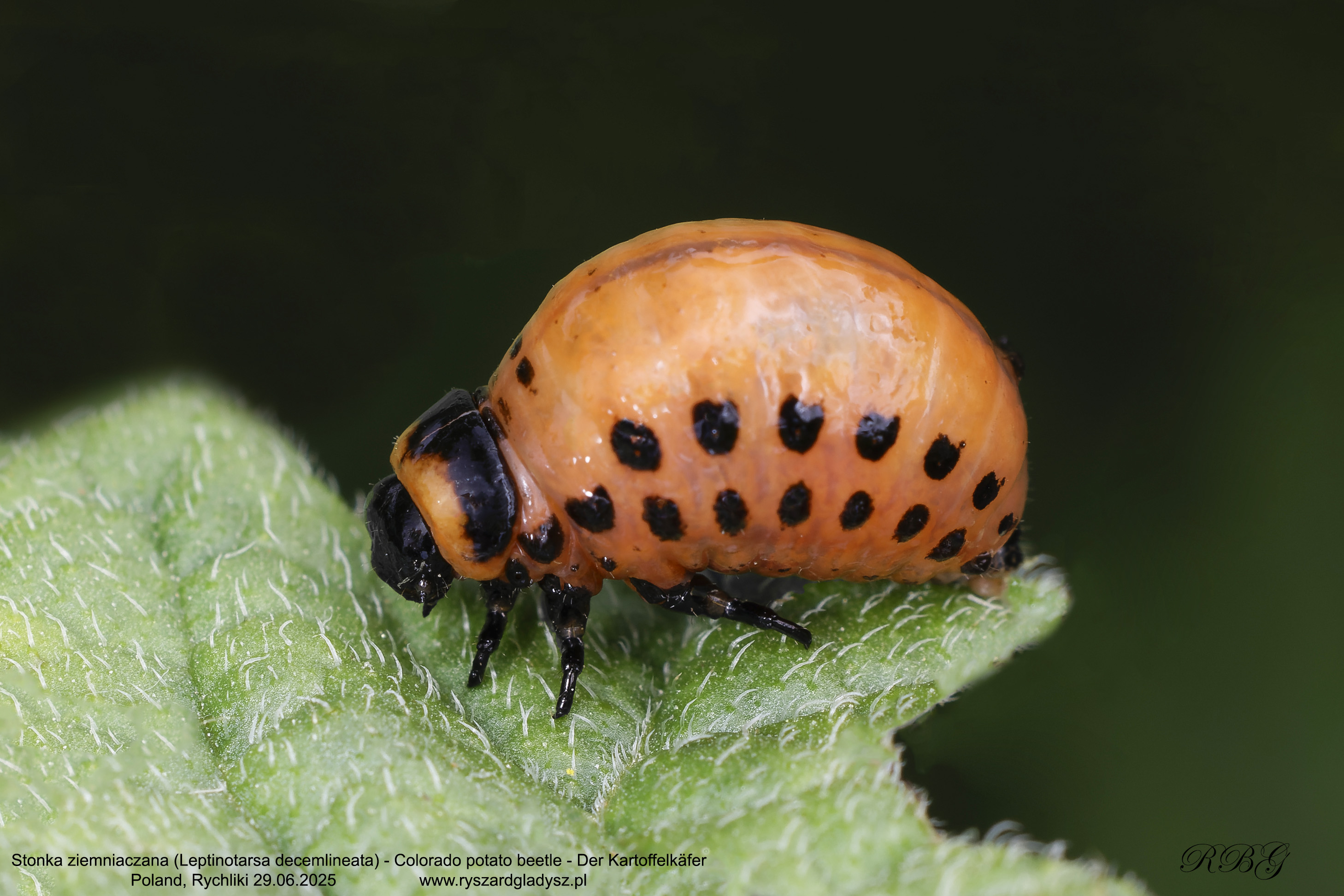 Stonka ziemniaczana, Leptinotarsa decemlineata, Colorado potato beetle, Der Kartoffelkäfer