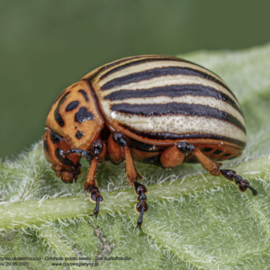 Stonka ziemniaczana, Leptinotarsa decemlineata, Colorado potato beetle, Der Kartoffelkäfer owady, chrząszcze, insects, Insekten
