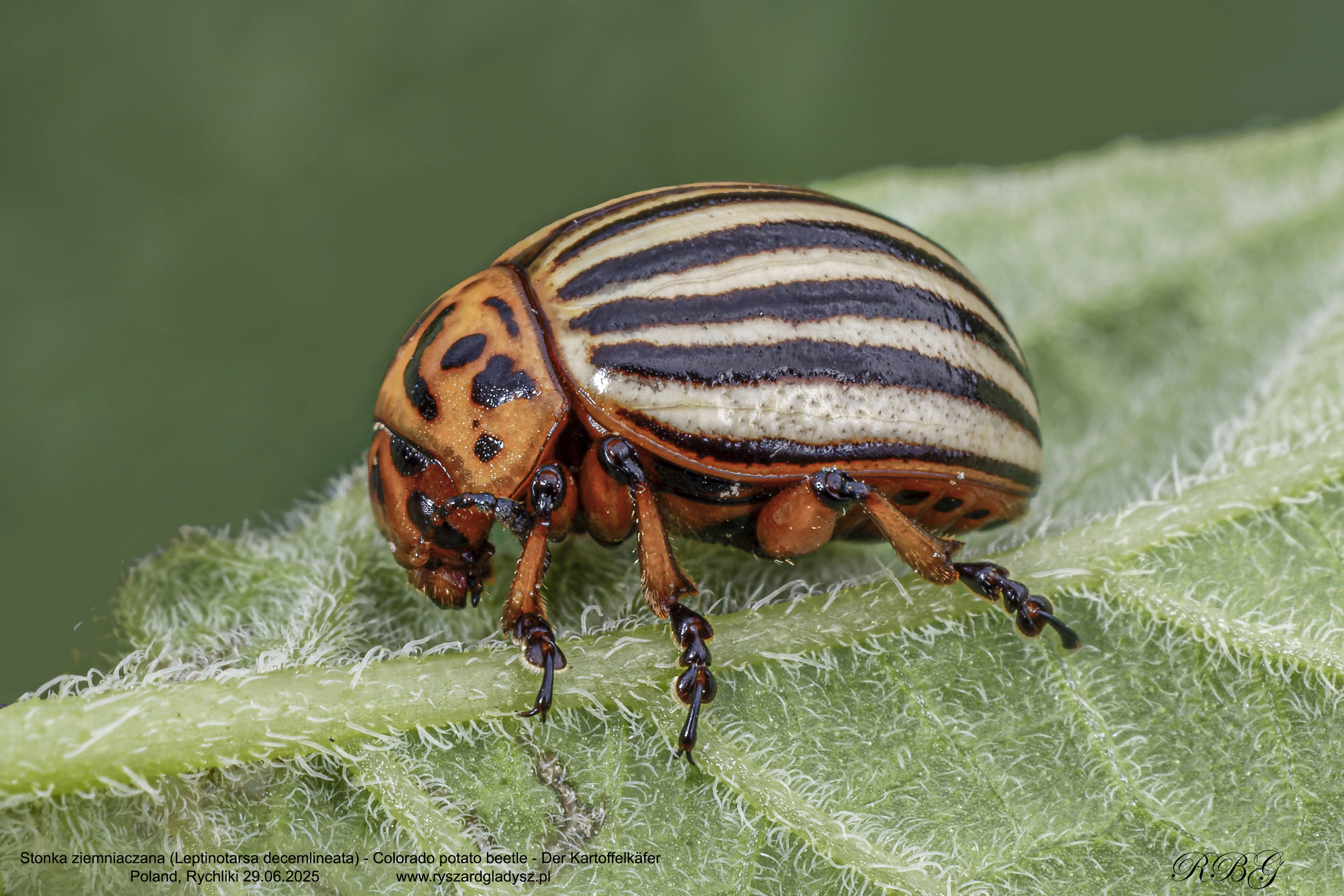 Stonka ziemniaczana, Leptinotarsa decemlineata, Colorado potato beetle, Der Kartoffelkäfer