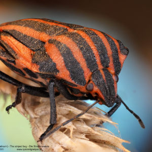 Strojnica włoska, Graphosoma italicum, The striped bug, Die Streifenwanze