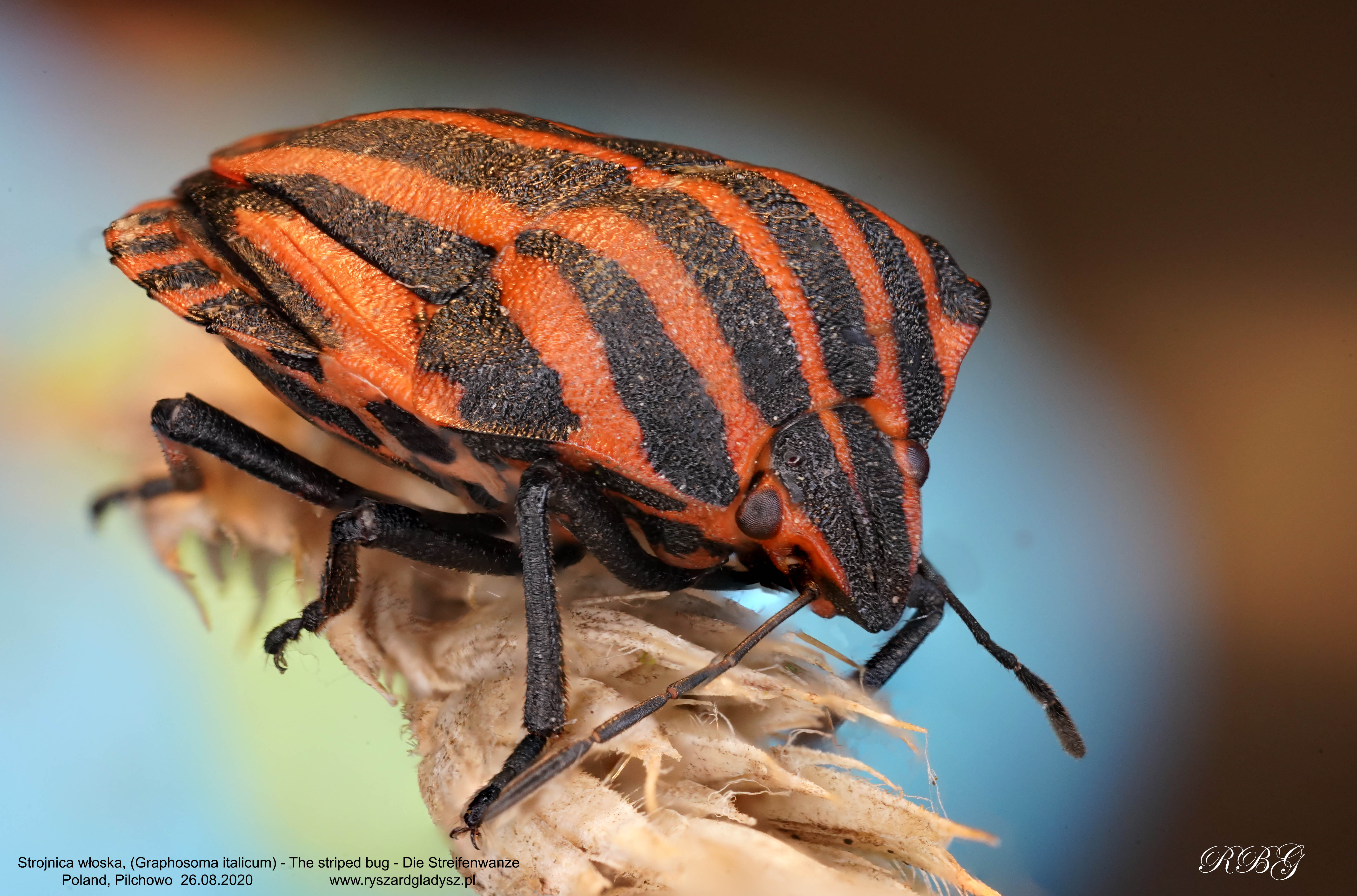 Strojnica włoska, Graphosoma italicum, The striped bug, Die Streifenwanze