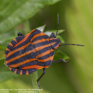 Strojnica włoska, Graphosoma italicum, The striped bug, Die Streifenwanze
