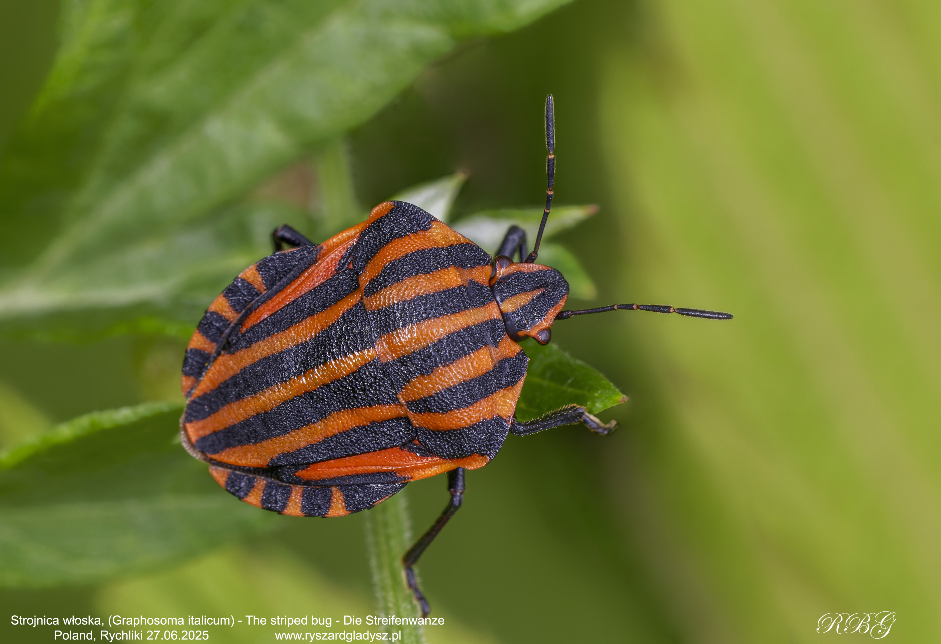 Strojnica włoska, Graphosoma italicum, The striped bug, Die Streifenwanze