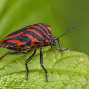 Strojnica włoska, Graphosoma italicum, The striped bug, Die Streifenwanze
