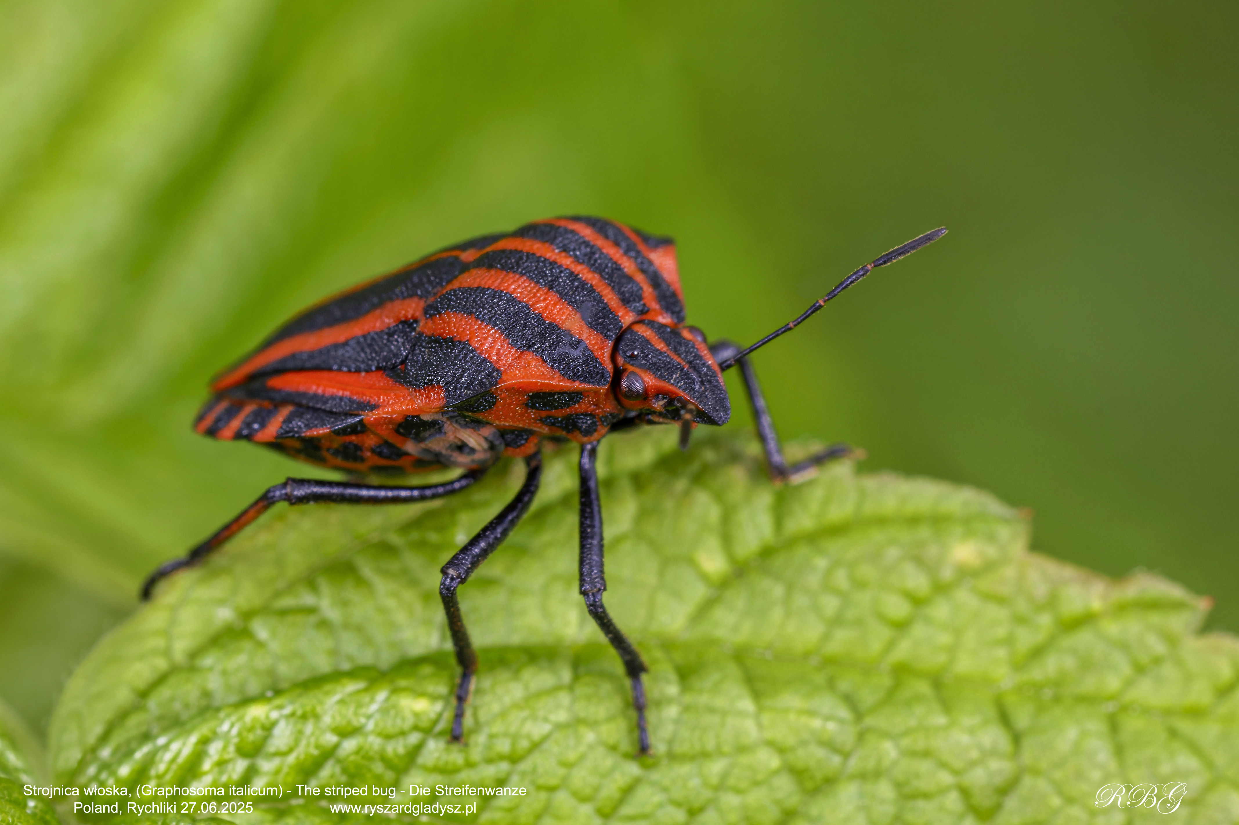 Strojnica włoska, Graphosoma italicum, The striped bug, Die Streifenwanze