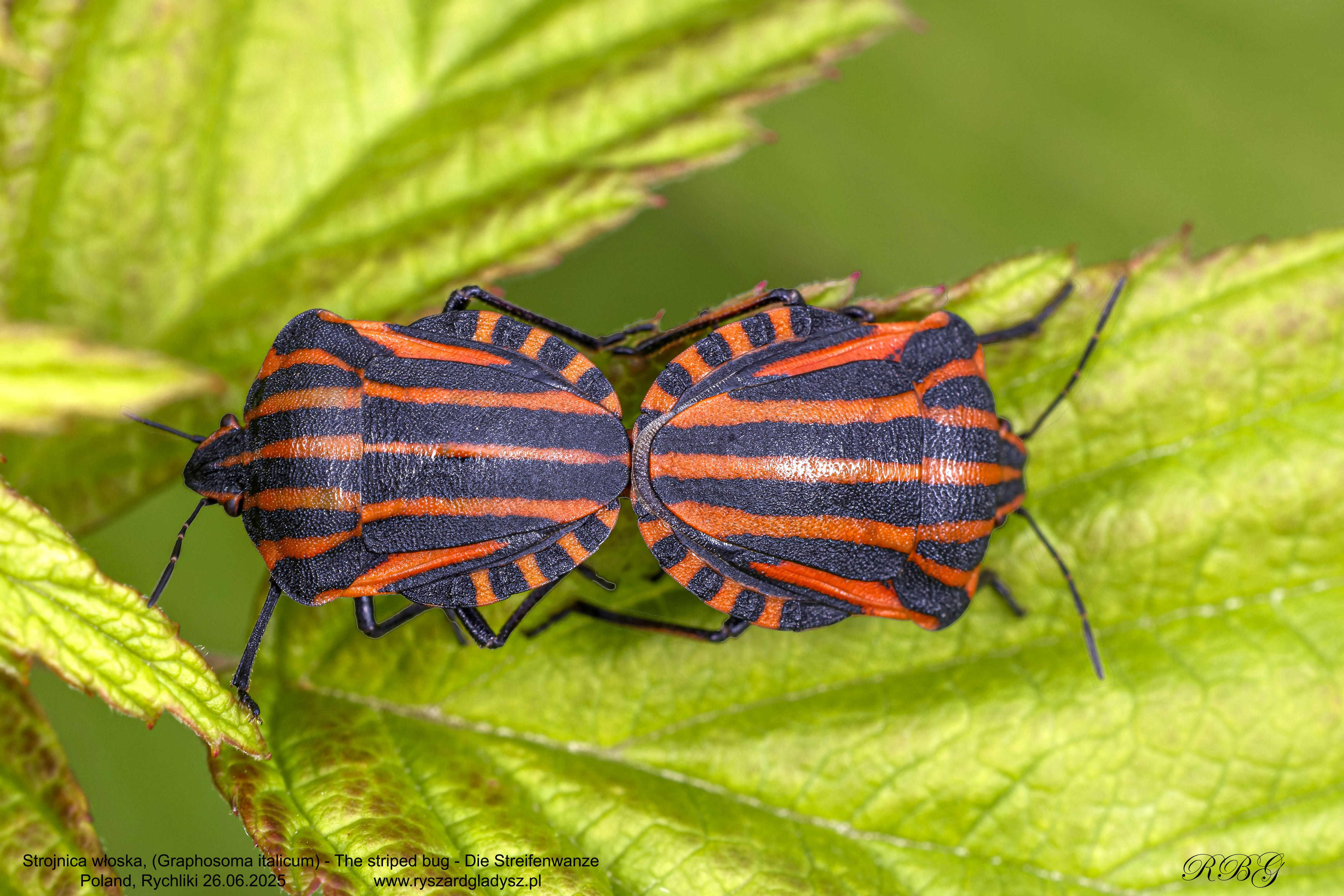 Strojnica włoska, Graphosoma italicum, The striped bug, Die Streifenwanze