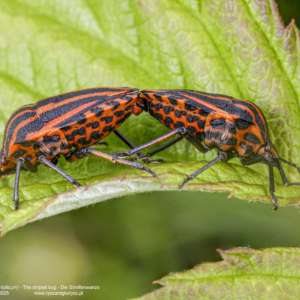 Strojnica włoska, Graphosoma italicum, The striped bug, Die Streifenwanze