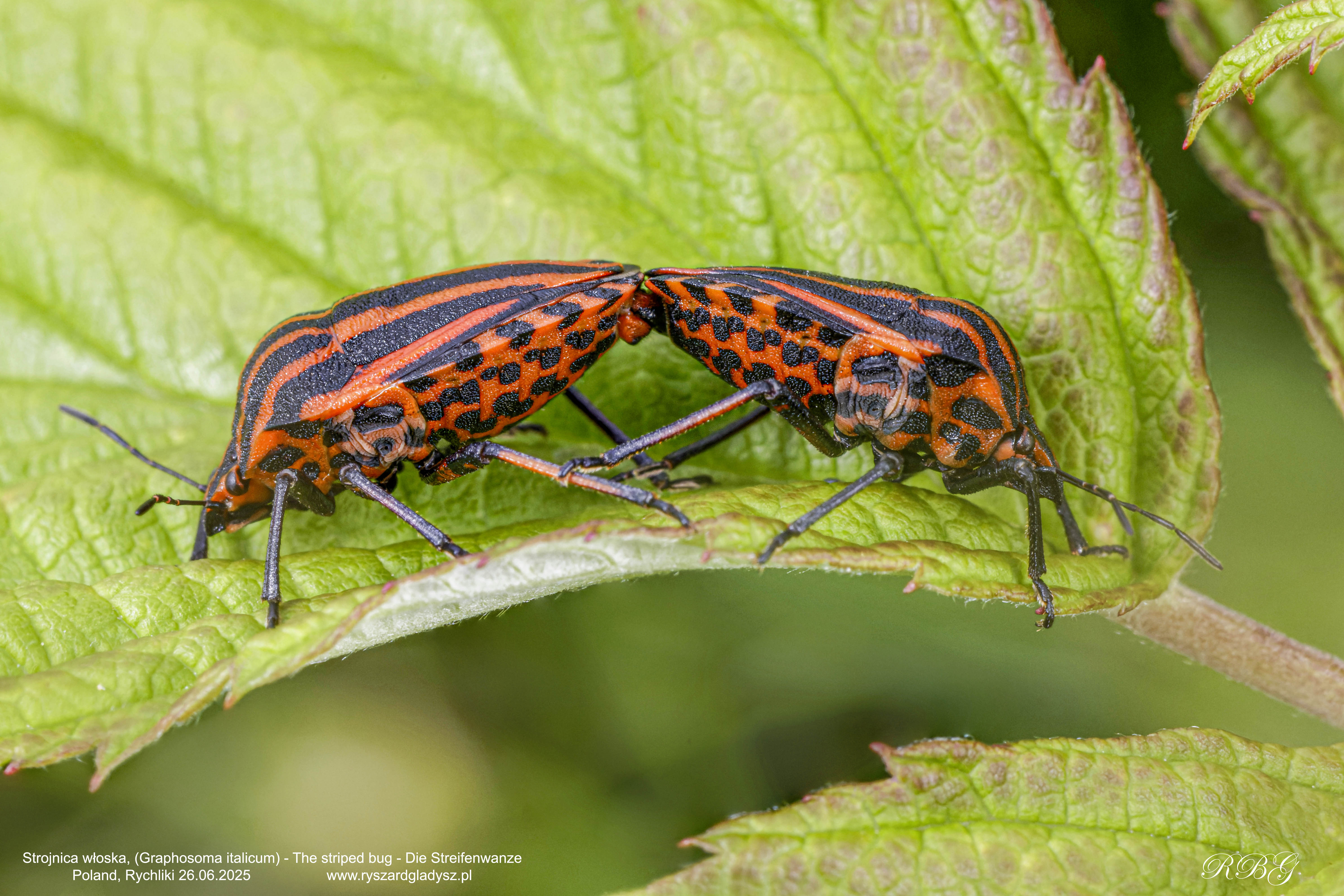 Strojnica włoska, Graphosoma italicum, The striped bug, Die Streifenwanze