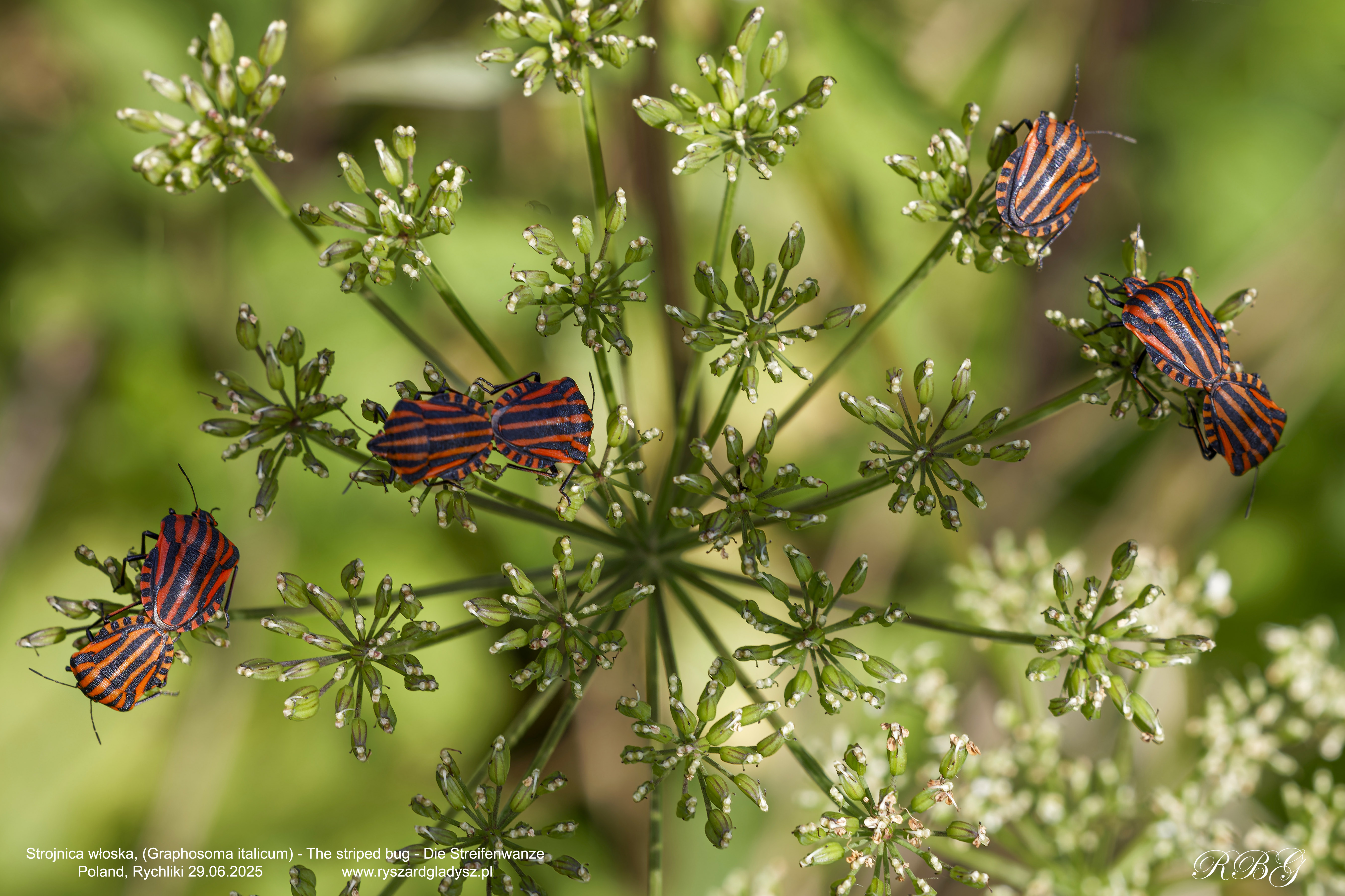 Strojnica włoska, Graphosoma italicum, The striped bug, Die Streifenwanze