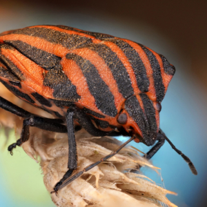 Strojnica baldaszówka, Graphosoma lineatum, Die Streifenwanze, Щитник линейчатый