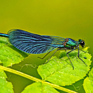 Świtezianka dziewica, modra, Calopteryx virgo, Beautiful demoiselle, Die Blauflügel- Prachtlibelle, Красотка - девушка