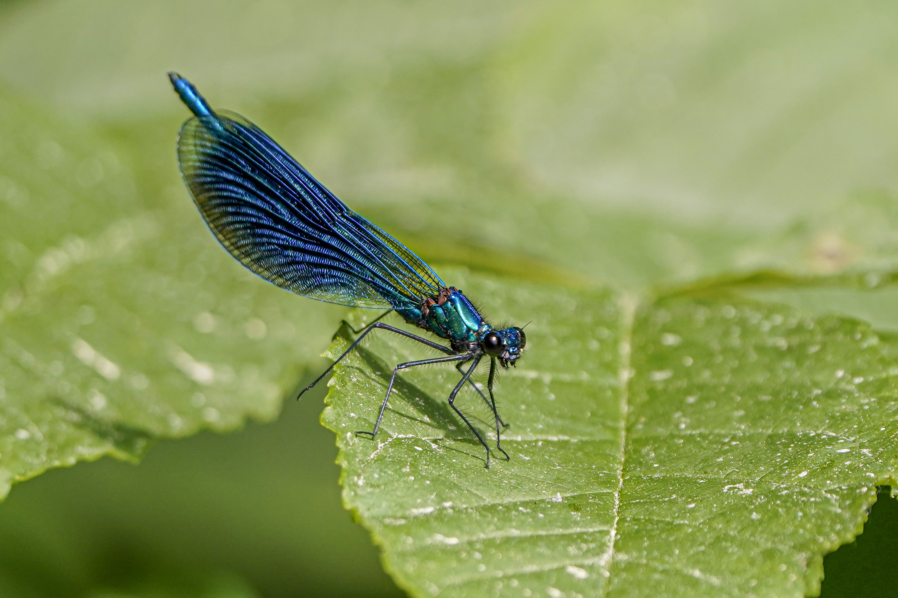 Świtezianka dziewica, modra, Calopteryx virgo, Beautiful demoiselle, Die Blauflügel- Prachtlibelle, Красотка - девушка