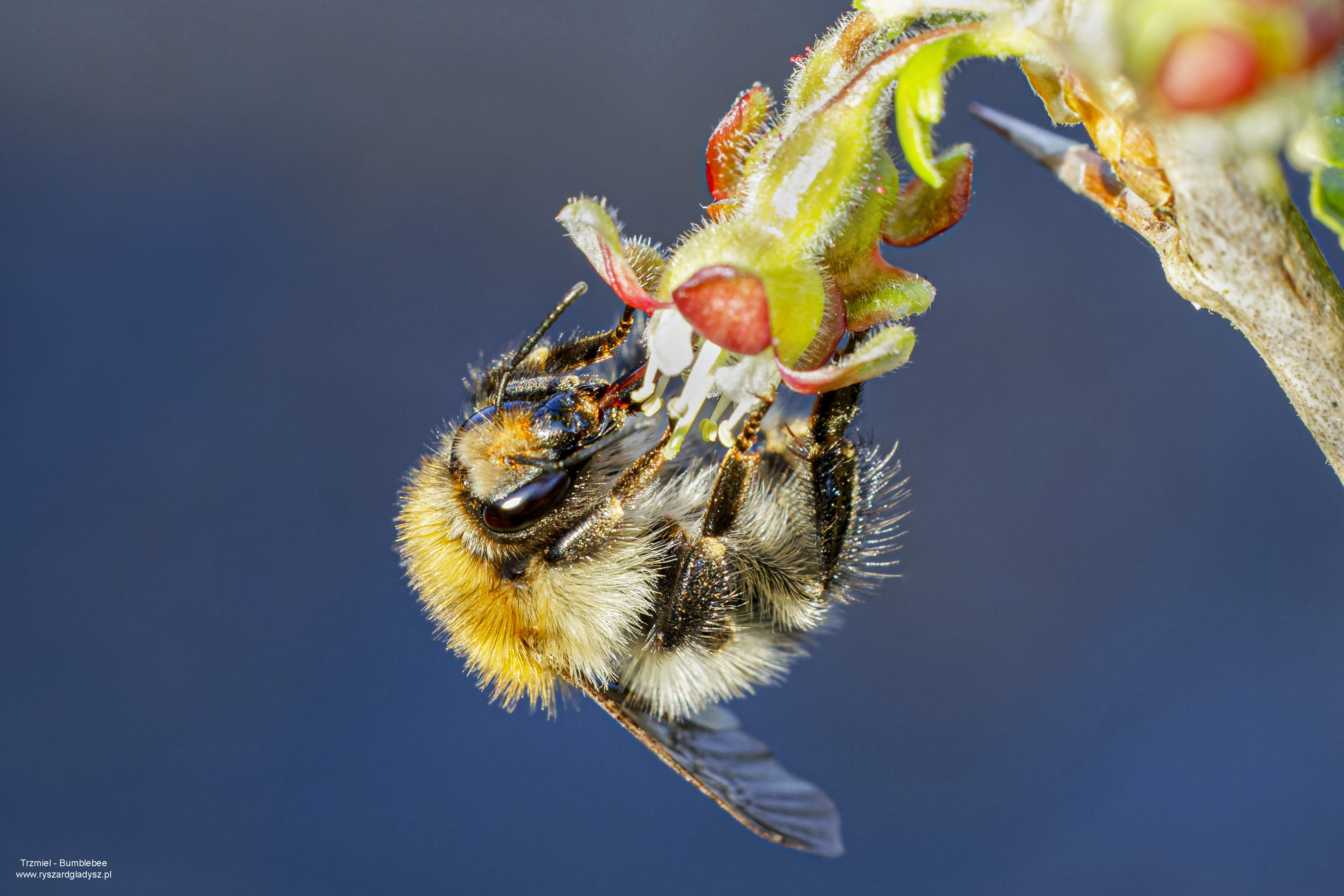 Trzmiele, Bombus, Bumblebees, Die  Erdhummeln, Шмели