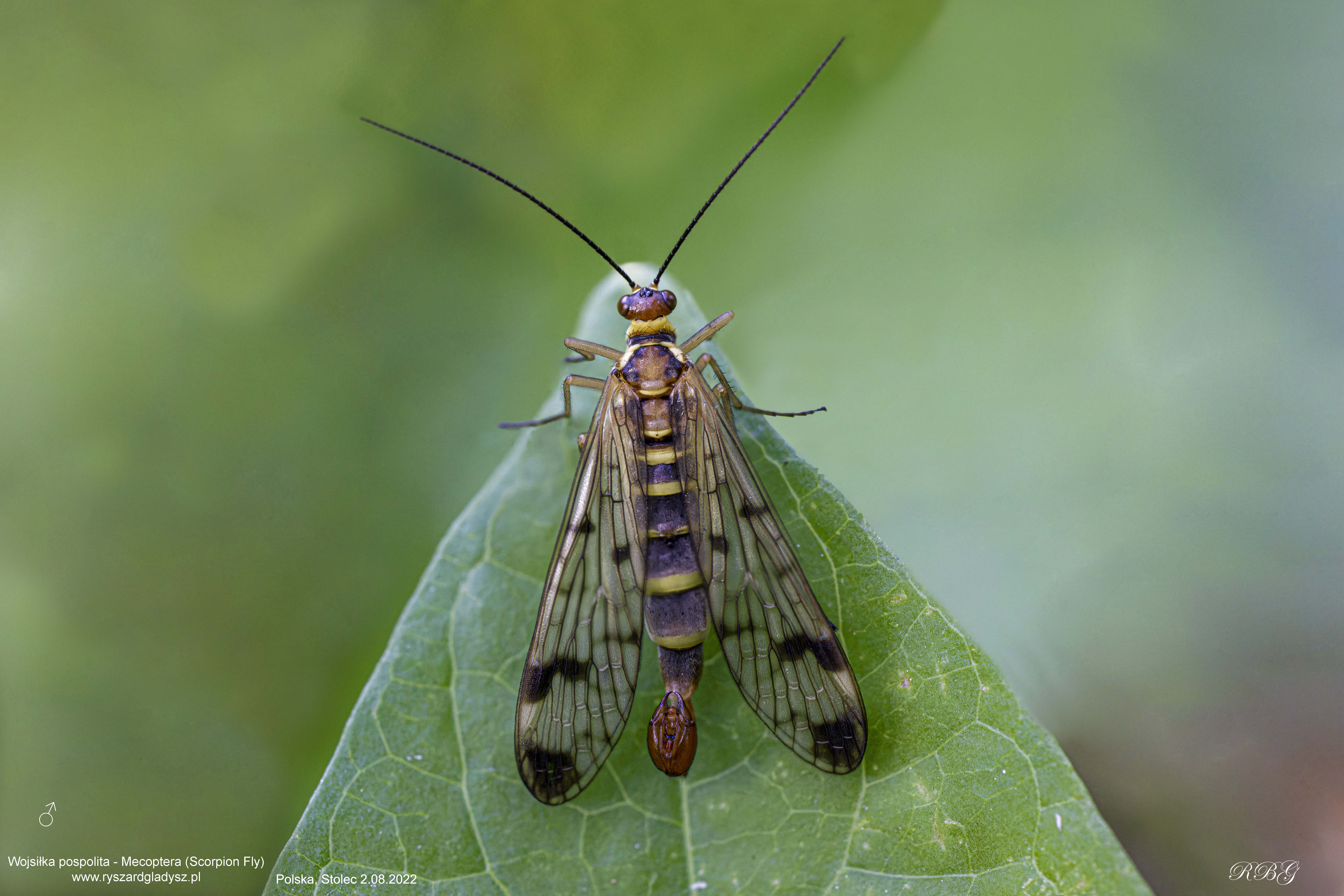 Wojsiłka pospolita, Panorpa communis, Mecoptera (Scorpion Fly), Die Schnabelfliegen