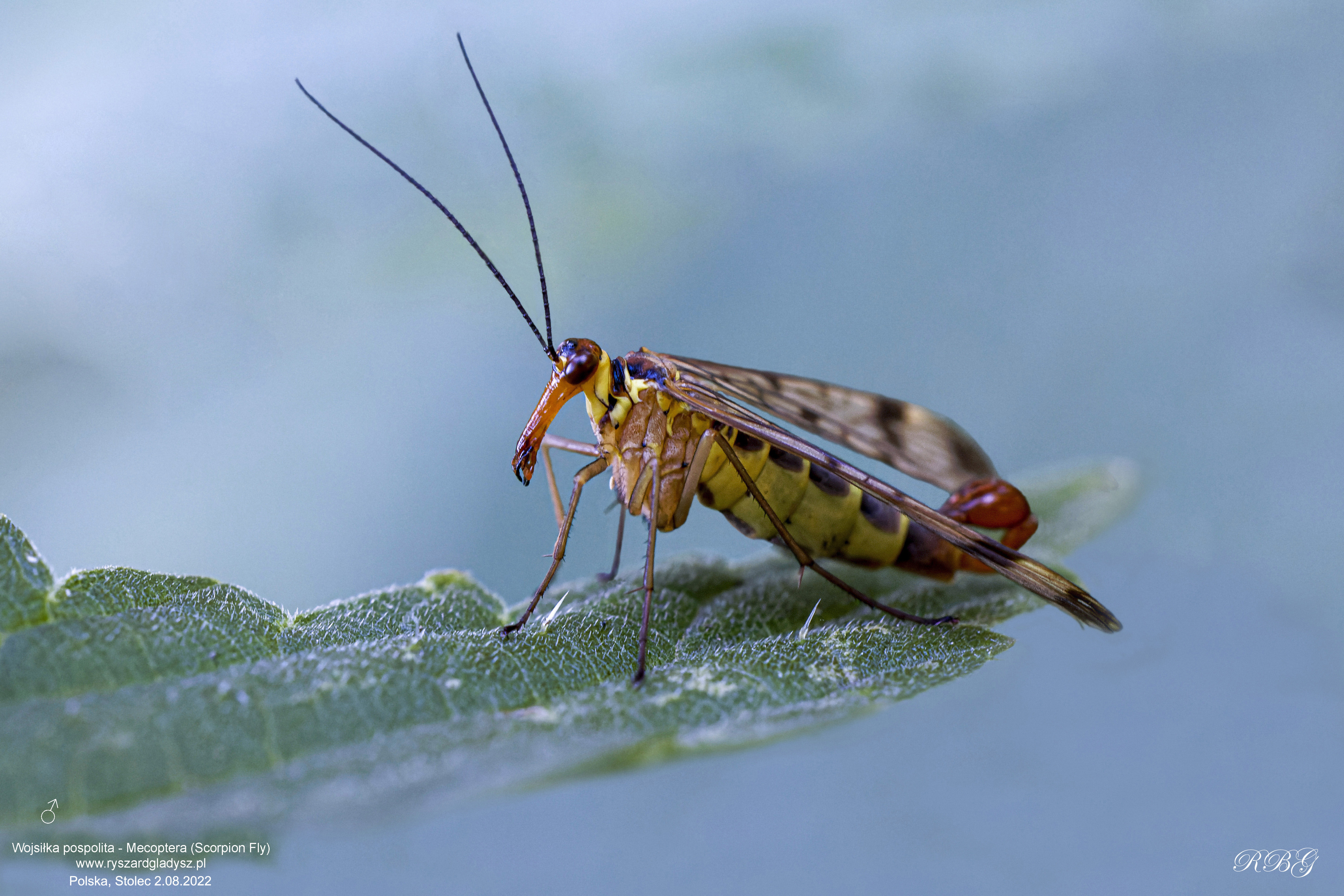 Wojsiłka pospolita, Panorpa communis, Mecoptera (Scorpion Fly), Die Schnabelfliegen