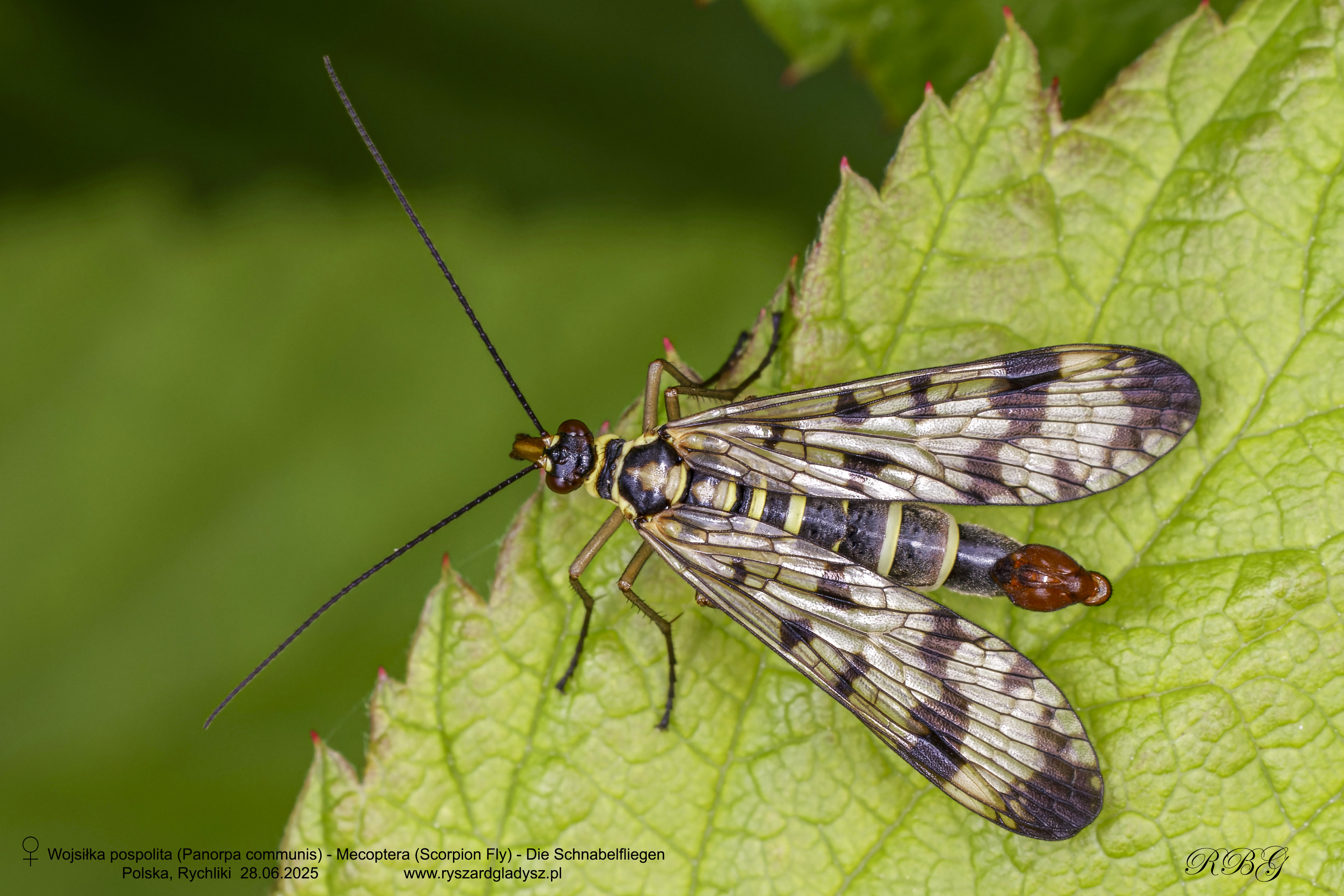 Wojsiłka pospolita, Panorpa communis, Mecoptera (Scorpion Fly), Die Schnabelfliegen