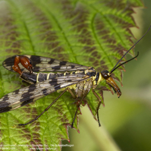 Wojsiłka pospolita, Panorpa communis, Mecoptera, Scorpion Fly, Die Schnabelfliegen, owady, wojsiłki, wojsiłkowate, insects, Insekten