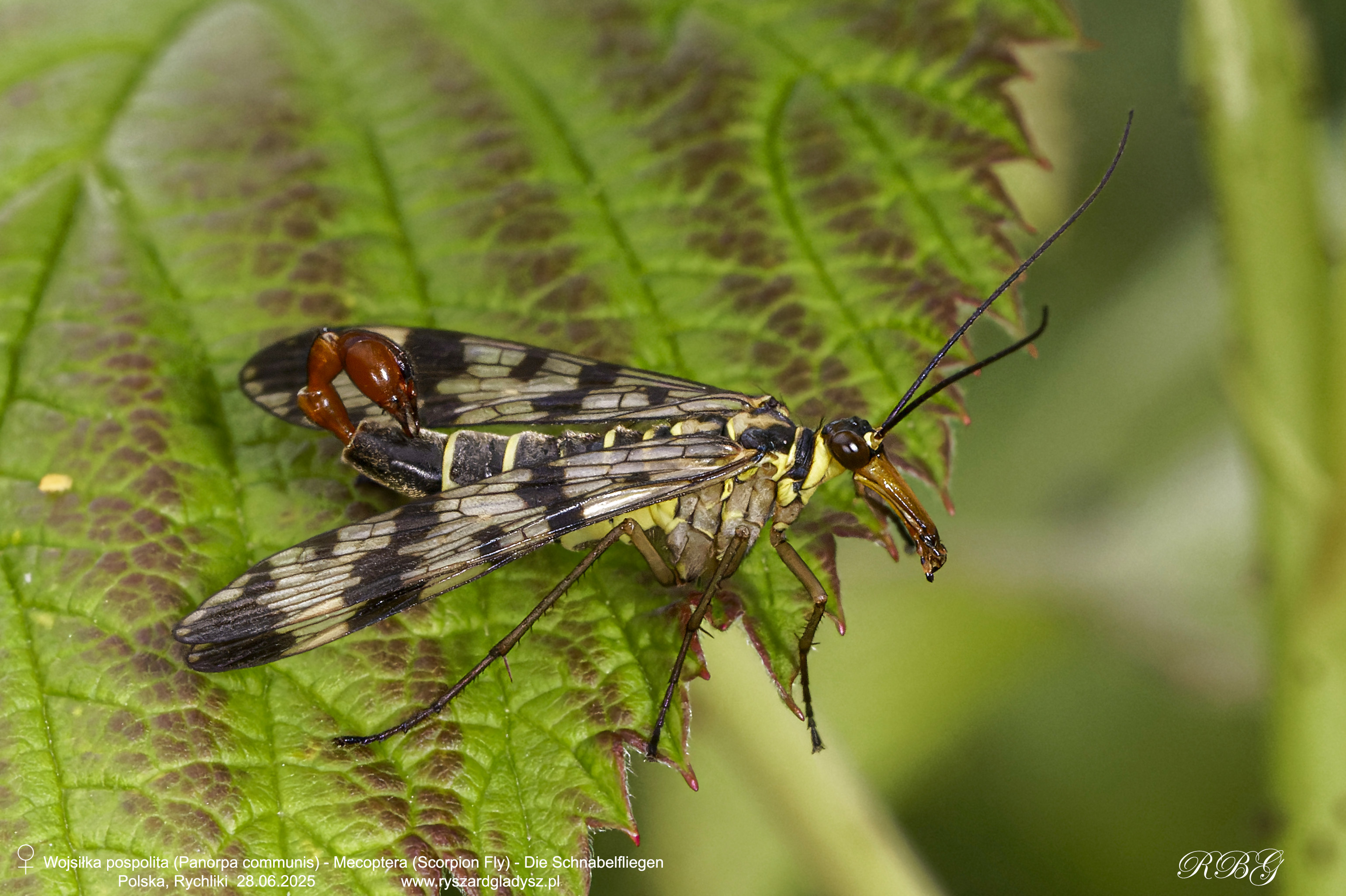 Wojsiłka pospolita, Panorpa communis, Mecoptera (Scorpion Fly), Die Schnabelfliegen