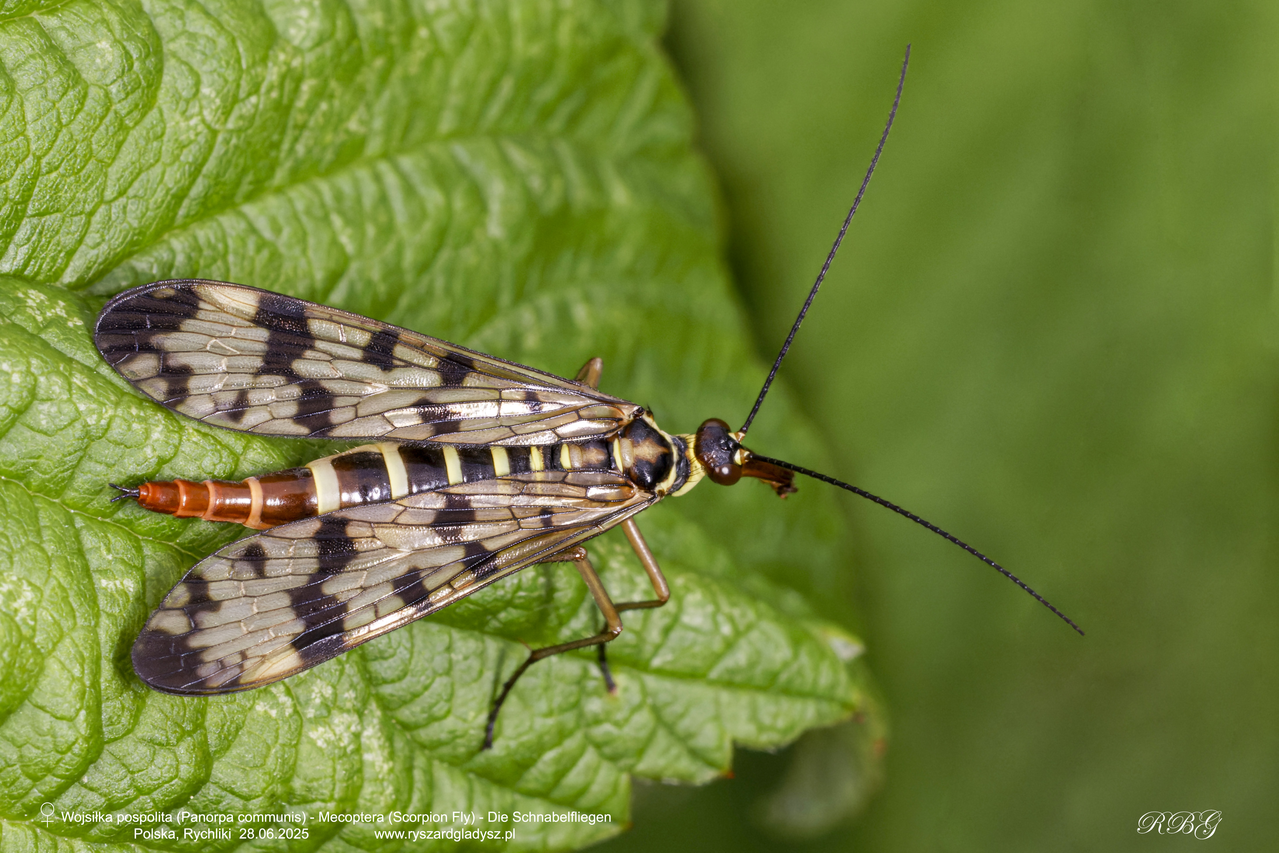 Wojsiłka pospolita, Panorpa communis, Mecoptera (Scorpion Fly), Die Schnabelfliegen