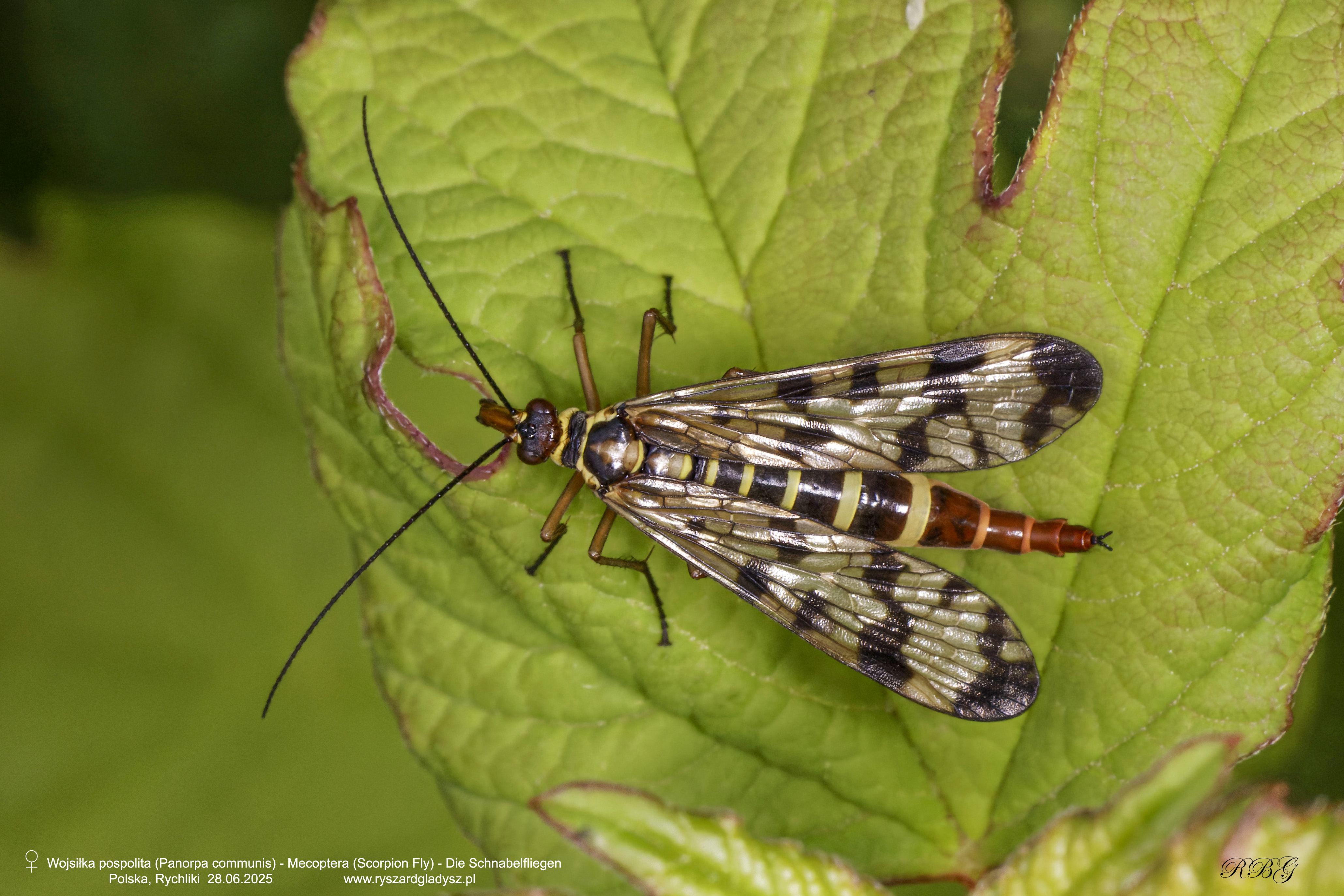 Wojsiłka pospolita, Panorpa communis, Mecoptera (Scorpion Fly), Die Schnabelfliegen