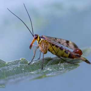 Wojsiłka pospolita, Panorpa communis, Mecoptera (Scorpion Fly), Die Schnabelfliegen
