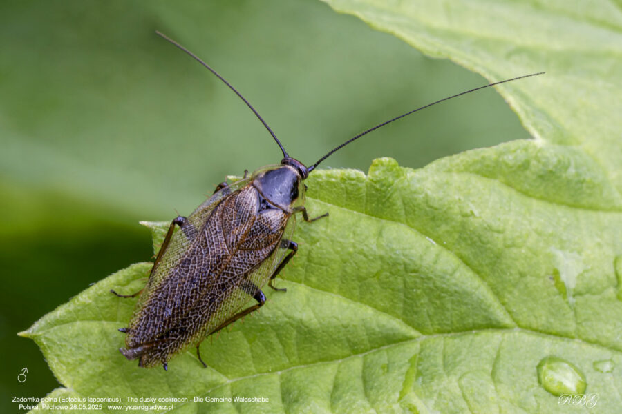Zadomka polna, Ectobius lapponicus, The dusky cockroach, Die Gemeine Waldschabe, Owady, uskrzydlone, karaczany, zadomkowate, insects, Insekten