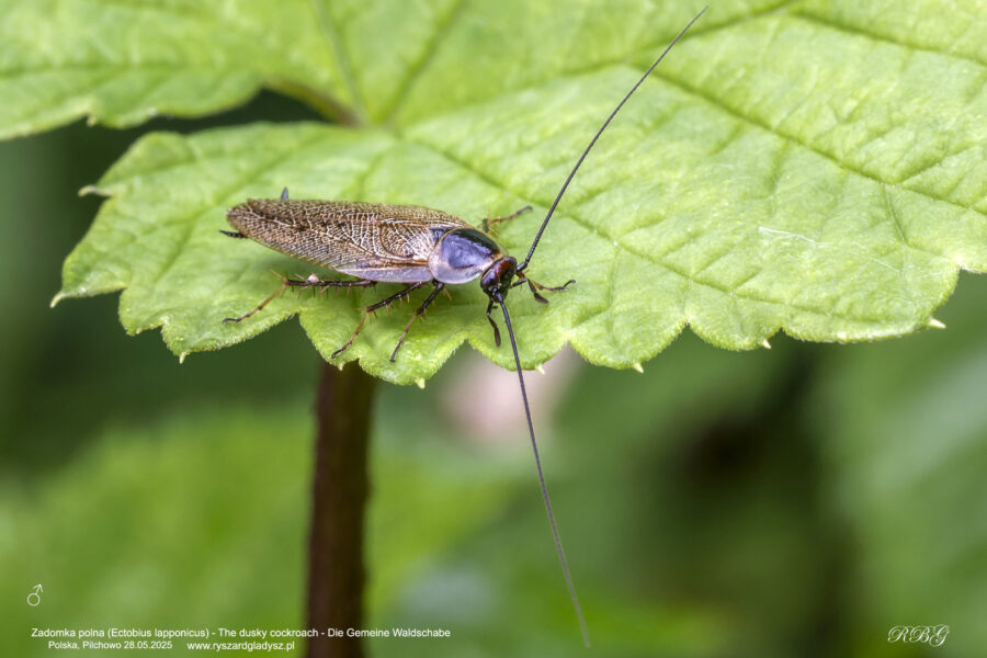 Zadomka polna, Ectobius lapponicus, The dusky cockroach, Die Gemeine Waldschabe, owad, uskrzydlone, karaczany, zadomkowate, insects, Insekten