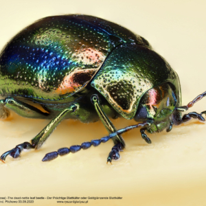 Złotka jasnotowa, Fasta fastuosa, The dead-nettle leaf beetle, Der Prächtige Blattkäfer, oder Goldglänzende Blattkäfer Owady, chrząszcze, stonkowate, insects, Insekten