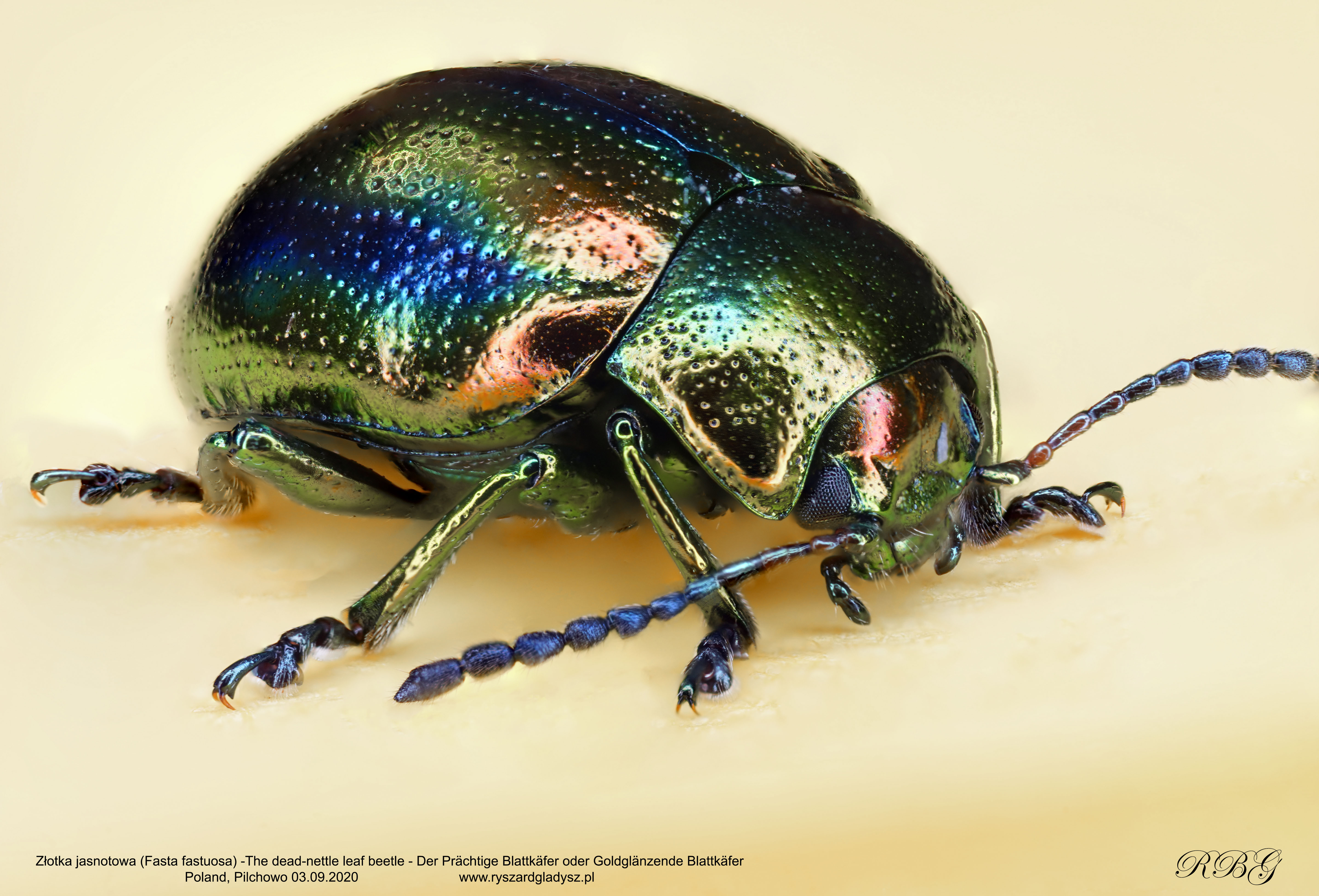 Złotka jasnotowa, Fasta fastuosa, The dead-nettle leaf beetle, Der Prächtige Blattkäfer, oder Goldglänzende Blattkäfer, Owady, chrząszcze, stonkowate, insects, Insekten