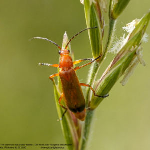 Zmięk żółty, Rhagonycha fulva, The common red soldier beetle, Der Rote oder Rotgelbe Weichkäfer