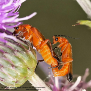 Zmięk żółty, Rhagonycha fulva, The common red soldier beetle, Der Rote oder Rotgelbe Weichkäfer