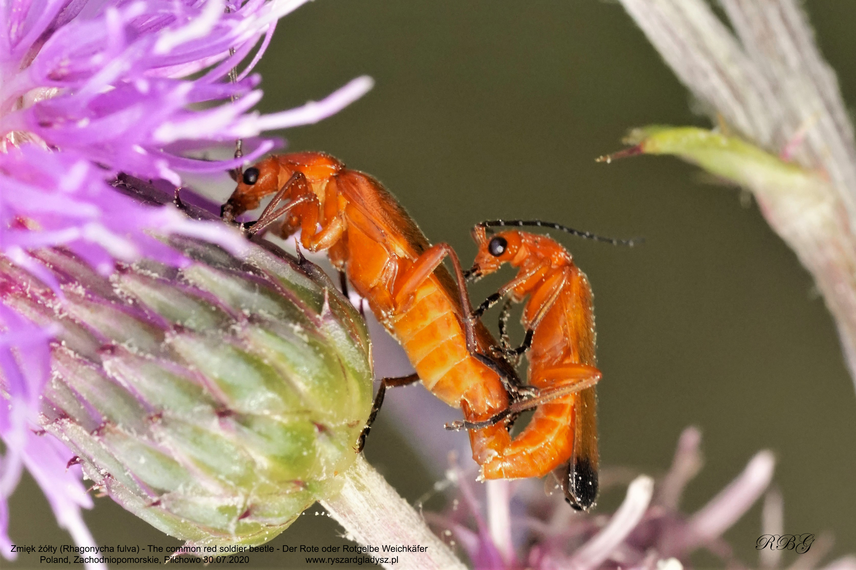 Zmięk żółty, Rhagonycha fulva, The common red soldier beetle, Der Rote oder Rotgelbe Weichkäfer