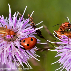 Zmięk żółty, Rhagonycha fulva, The common red soldier beetle, Der Rote oder Rotgelbe Weichkäfer