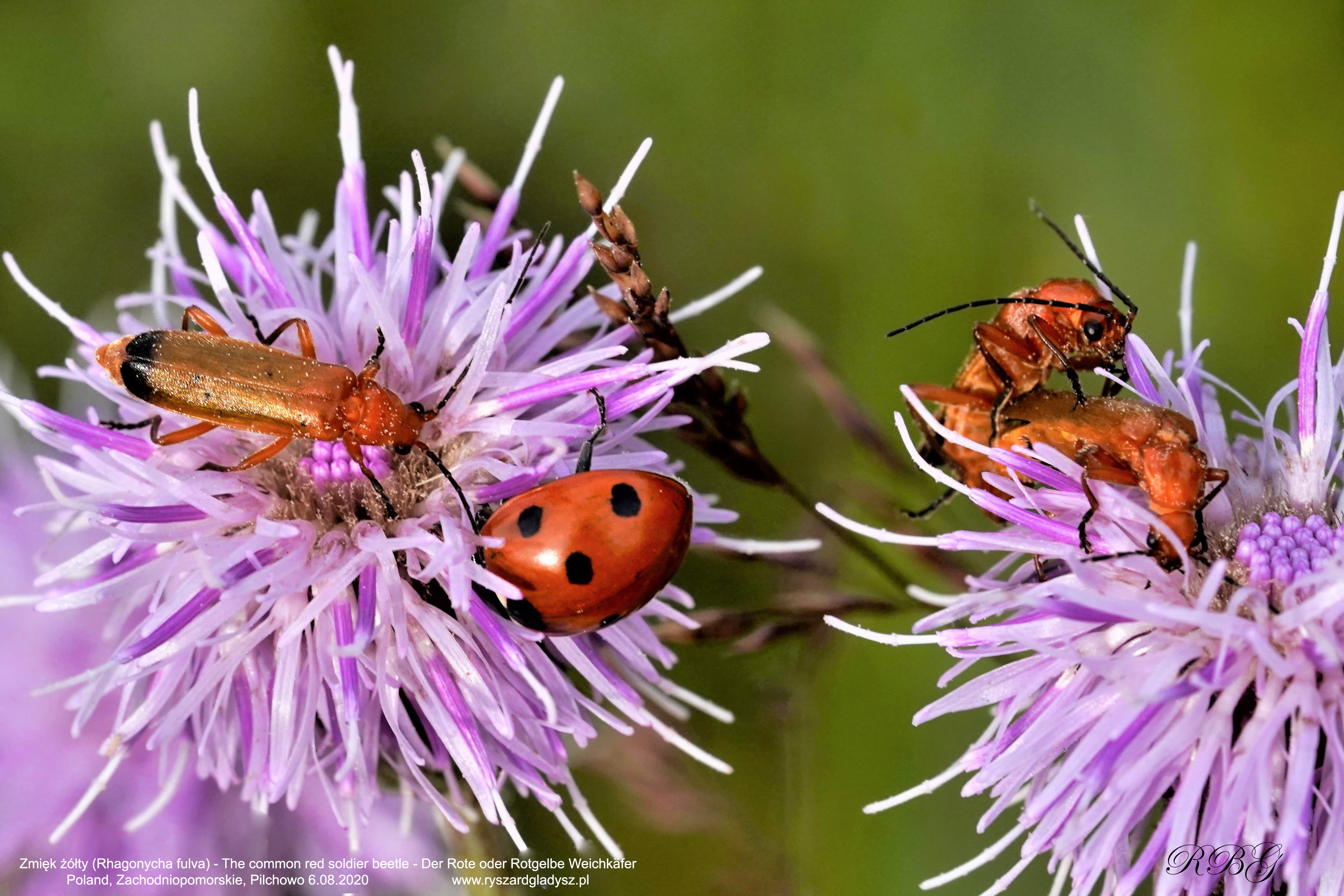 Zmięk żółty, Rhagonycha fulva, The common red soldier beetle, Der Rote oder Rotgelbe Weichkäfer