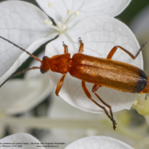 Zmięk żółty, Rhagonycha fulva, The common red soldier beetle, Der Rote oder Rotgelbe Weichkäfer