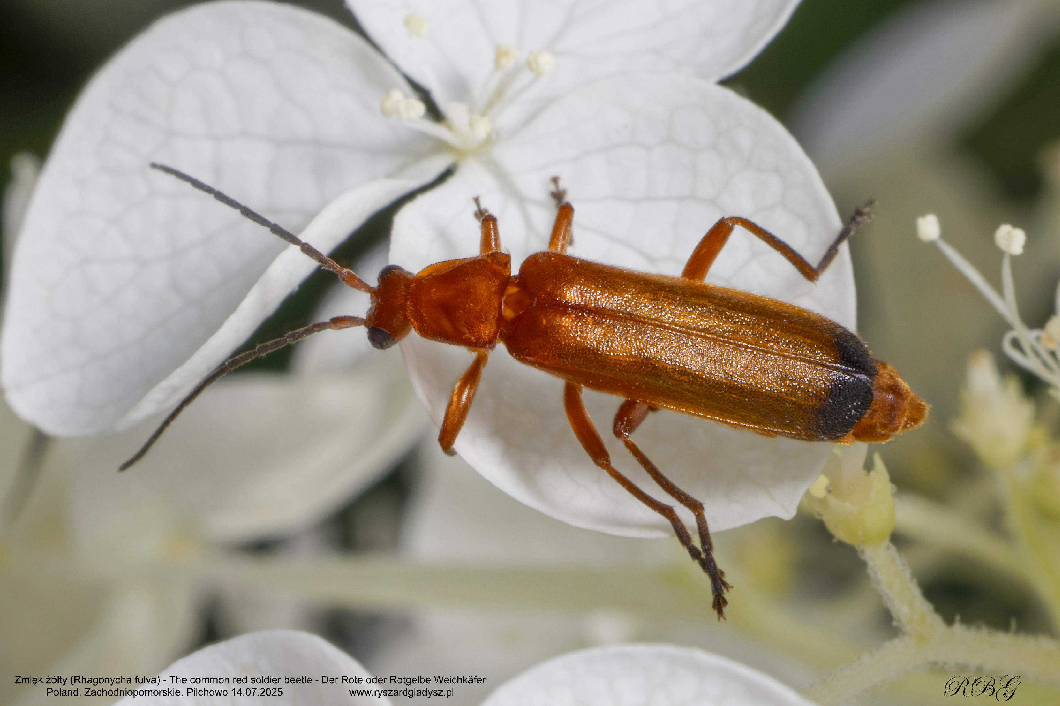 Zmięk żółty, Rhagonycha fulva, The common red soldier beetle, Der Rote oder Rotgelbe Weichkäfer