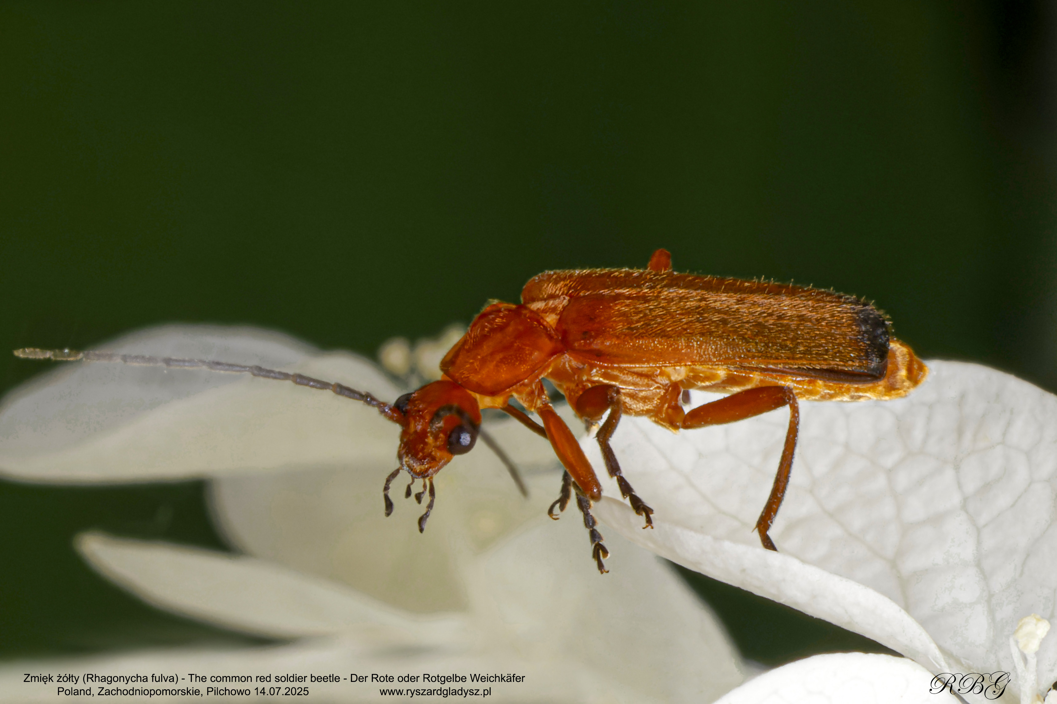 Zmięk żółty, Rhagonycha fulva, The common red soldier beetle, Der Rote oder Rotgelbe Weichkäfer