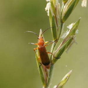 Zmięk żółty, Rhagonycha fulva, Common red soldier beetle, Der Rote Weichkäfer, Многокоготник зонтичный, Omomiłkowate