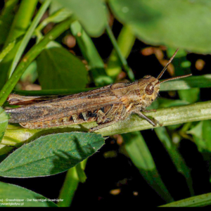 Konik polny, Chorthippus biguttulus, Grasshopper, Der Nachtigall-Grashüpfer