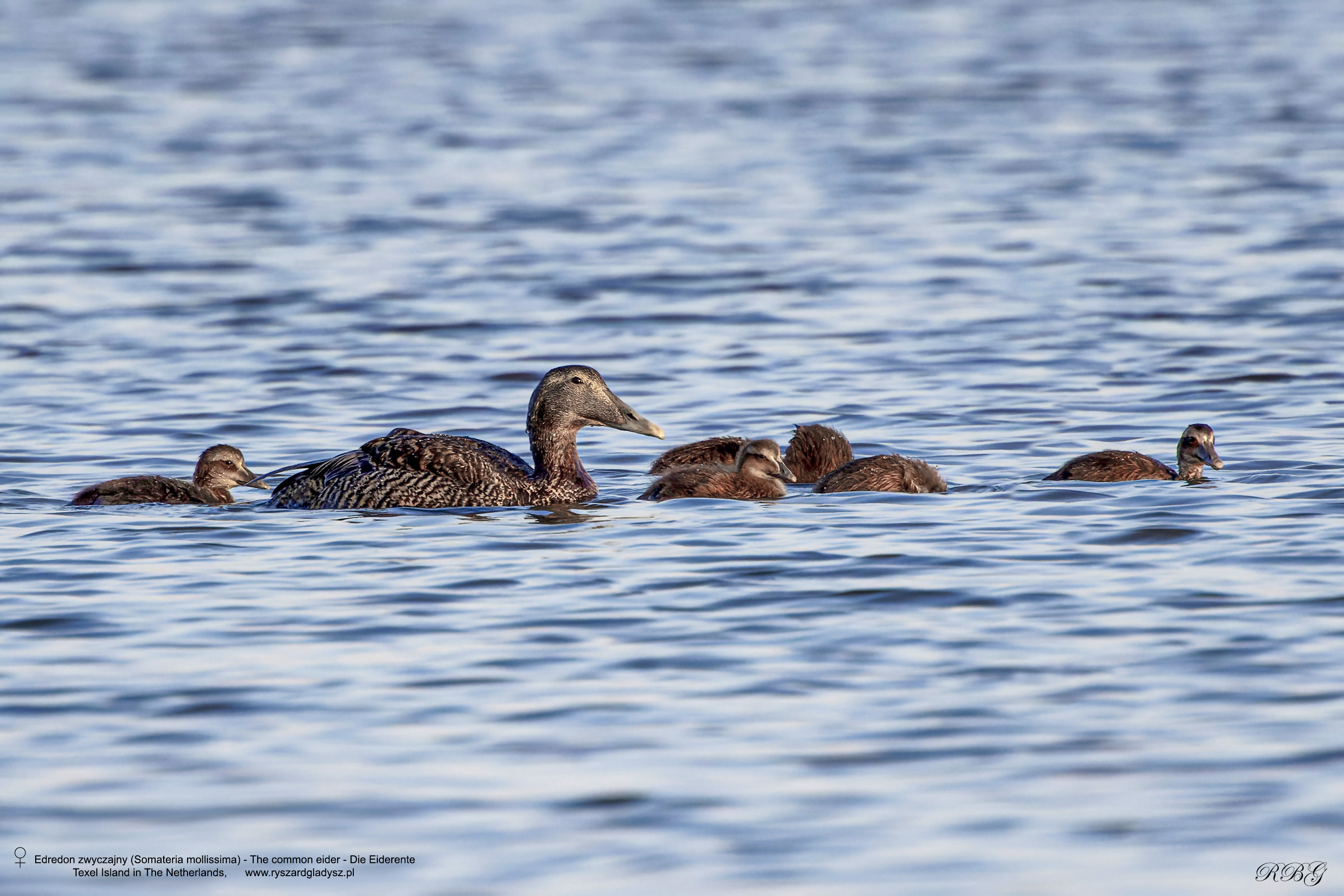 Edredon, Somateria mollissima, The common eider, Die Eiderente