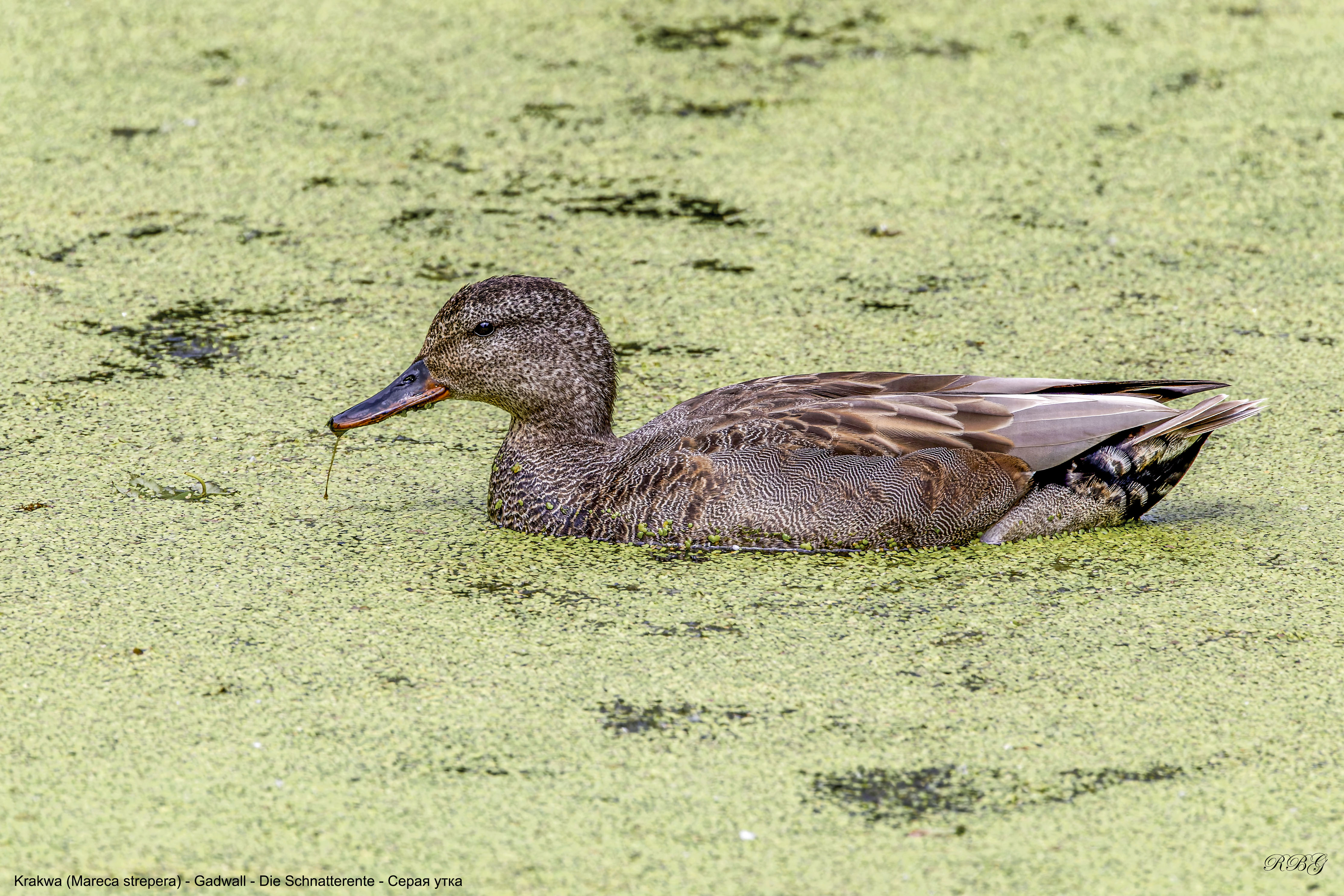 Krakwa, Mareca strepera, Gadwall, Die Schnatterente, Серая утка