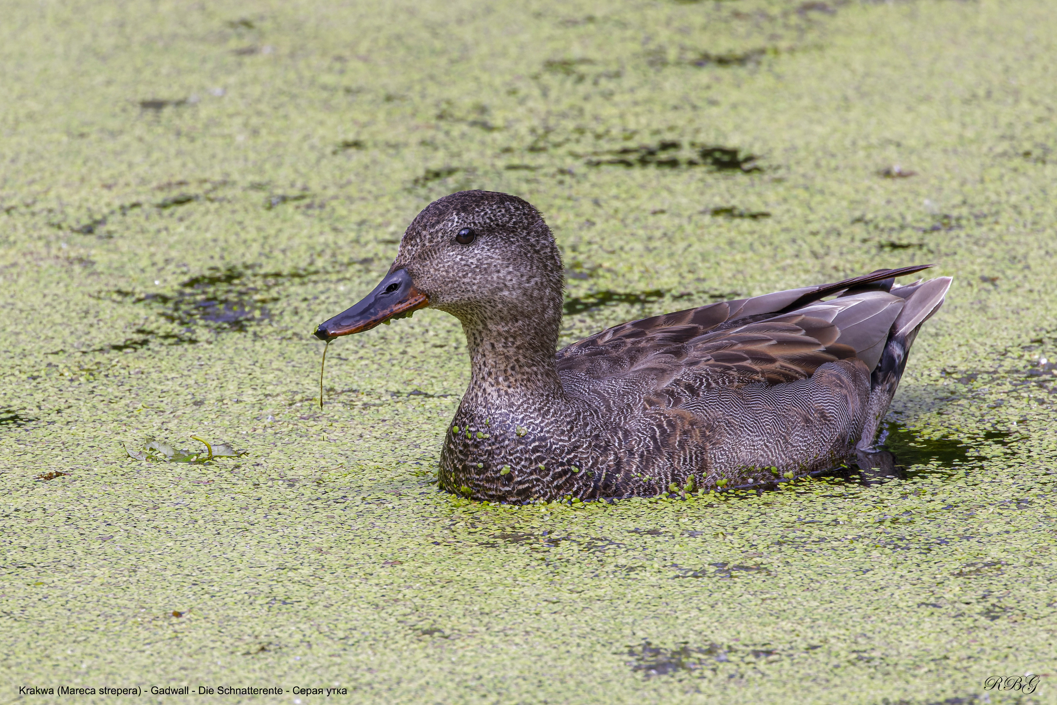 Krakwa, Mareca strepera, Gadwall, Die Schnatterente, Серая утка