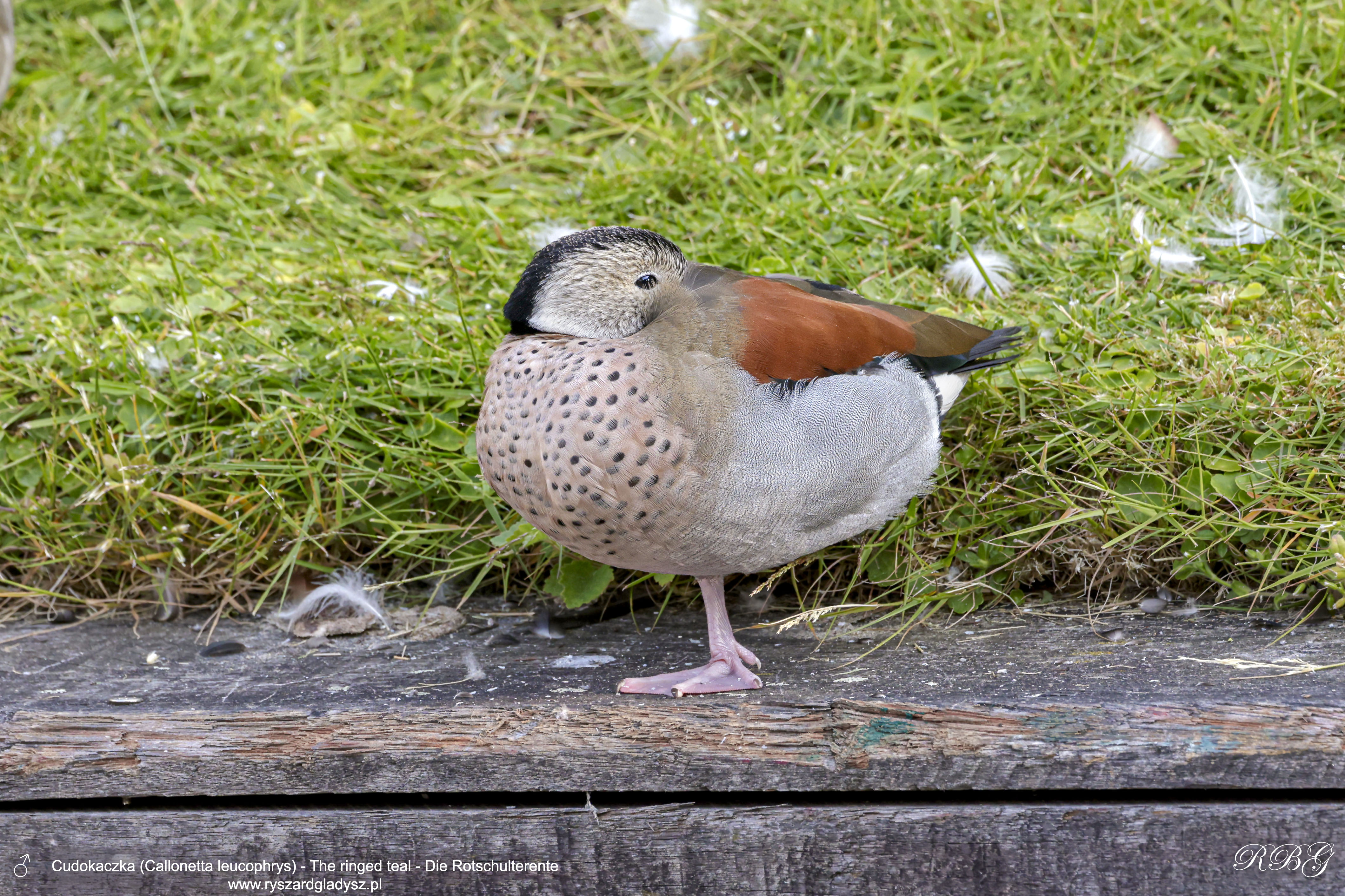 Cudokaczka, Callonetta leucophrys, The ringed teal, Die Rotschulterente