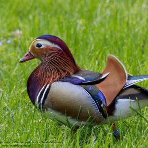 Mandarynka, Aix galericulata, The mandarin duck, Die Mandarinente
