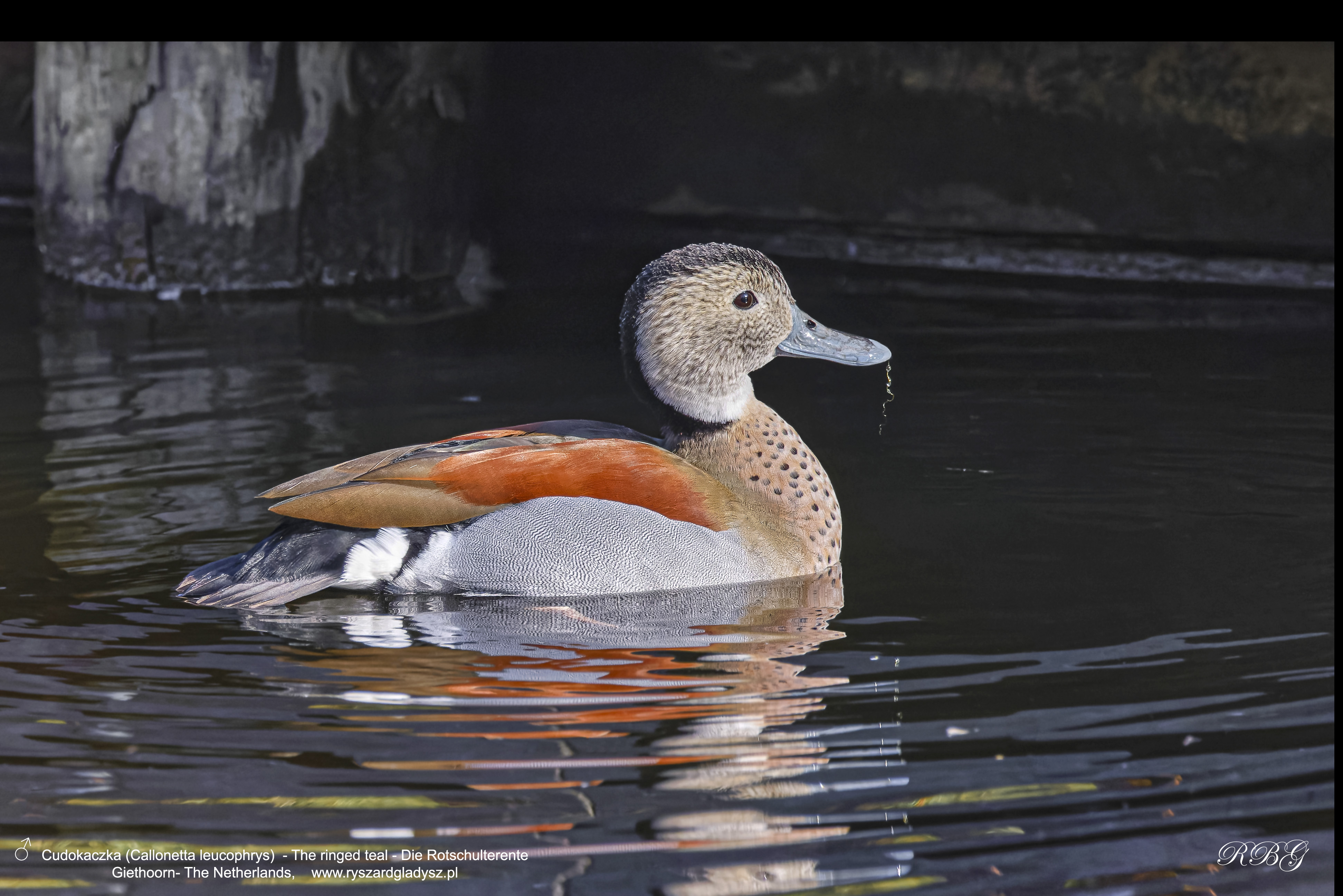 Cudokaczka, Callonetta leucophrys, The ringed teal, Die Rotschulterente